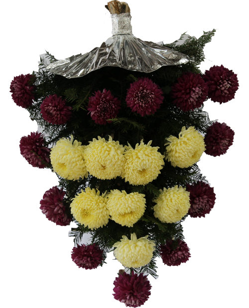 Jerba Crizantema Romanesca De Sezon